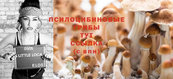 прущие грибы Медвежьегорск