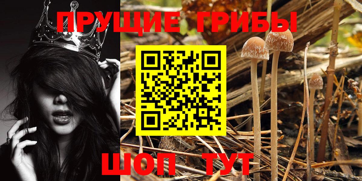 Галлюциногенные грибы Psilocybe Новоалександровск